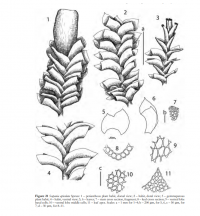 �������� �����������