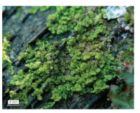 ��������� �����������