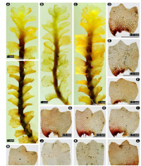 ���������� �����������