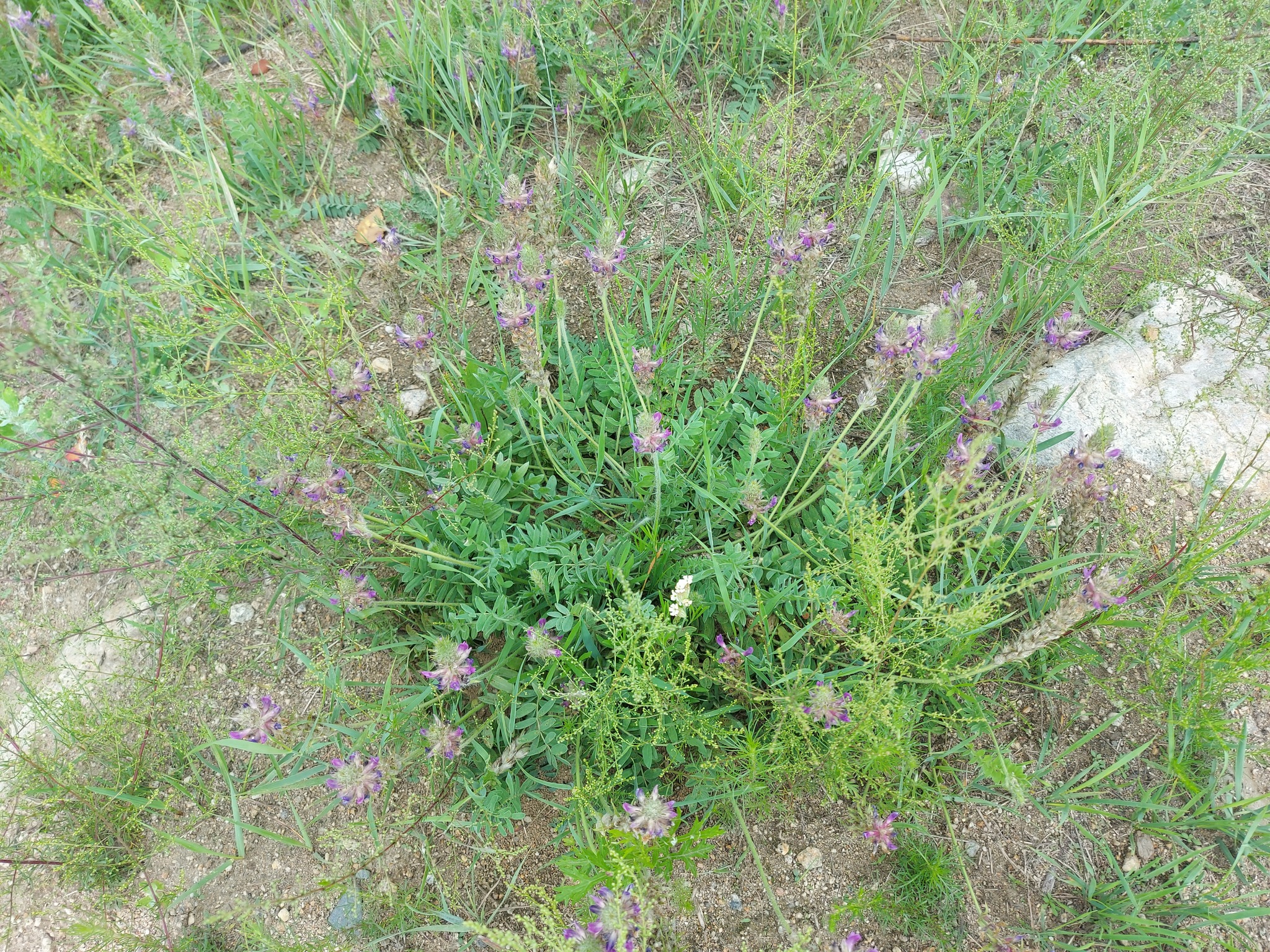 ������������� ����������