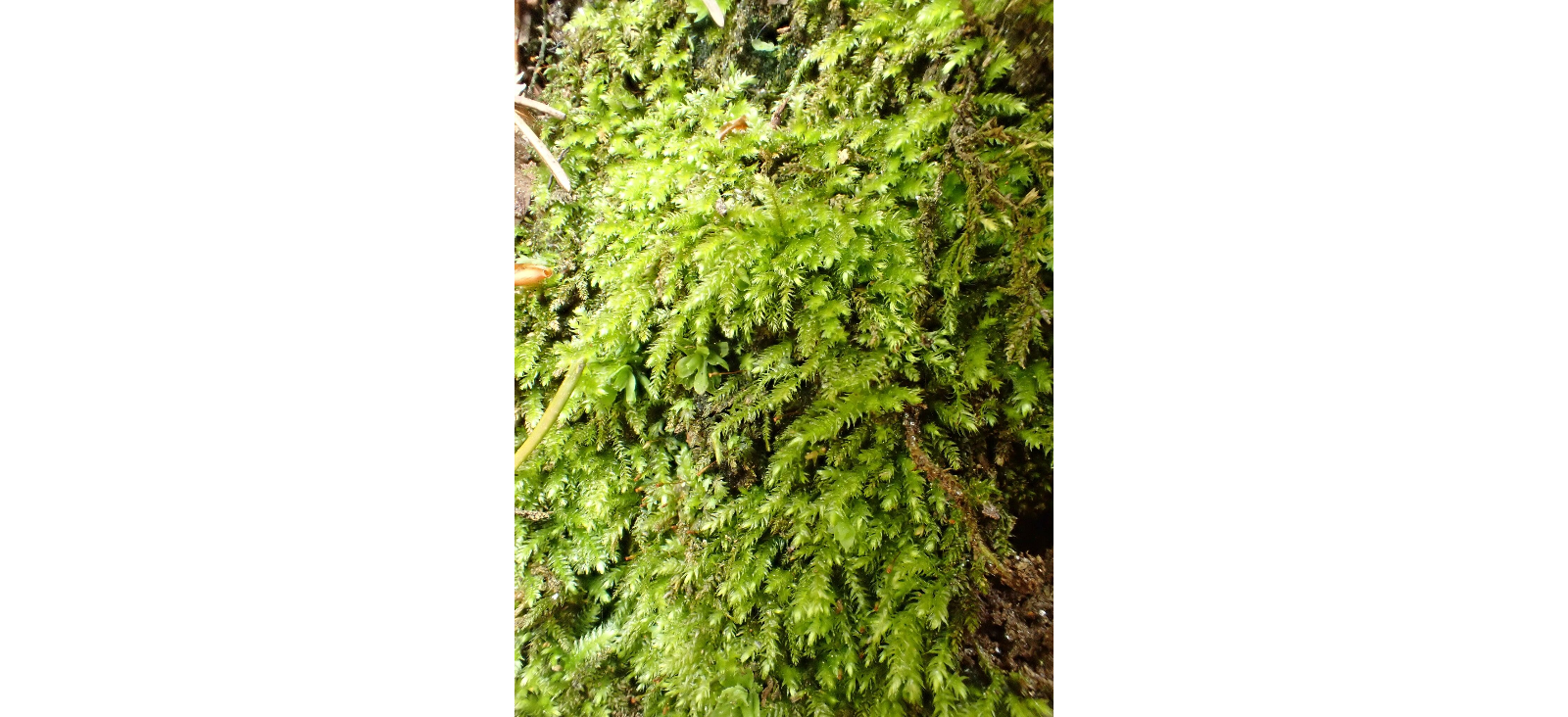 ������������ ��������