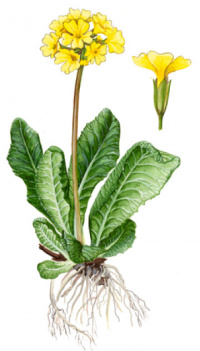 ��������� �������