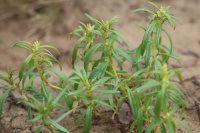 ������� ������������