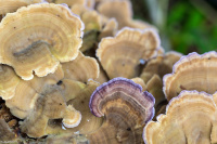 ��������� �������