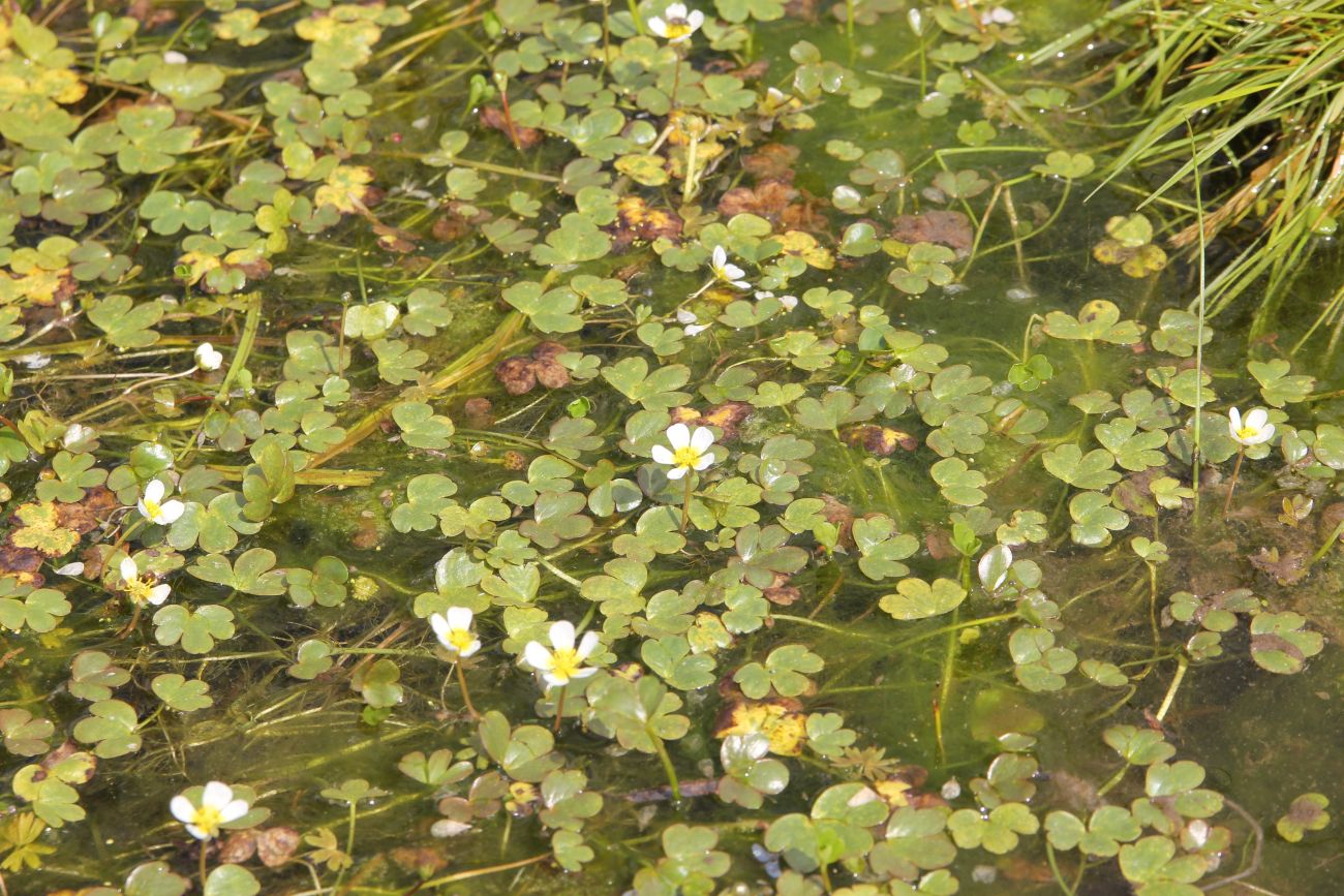 ����� �����������