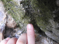 �������� ���������