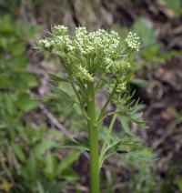 ������������ ���������