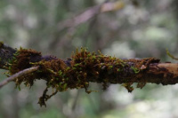 ����� �������