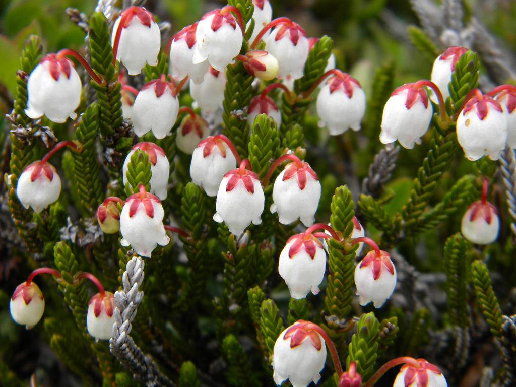 ��������� ��������������