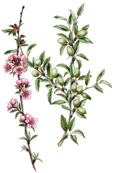 ����� ���������� [������� ����������]