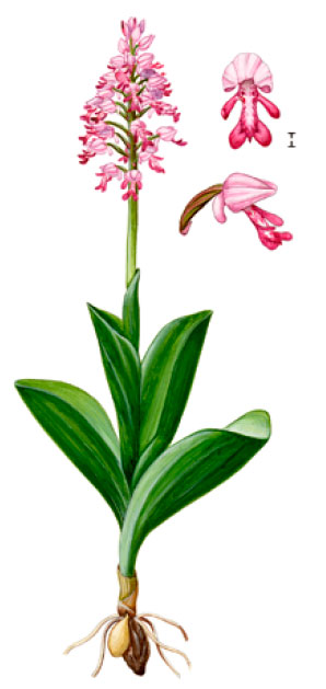 �������� �����������