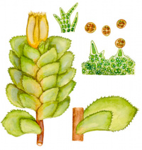 �������� ������������