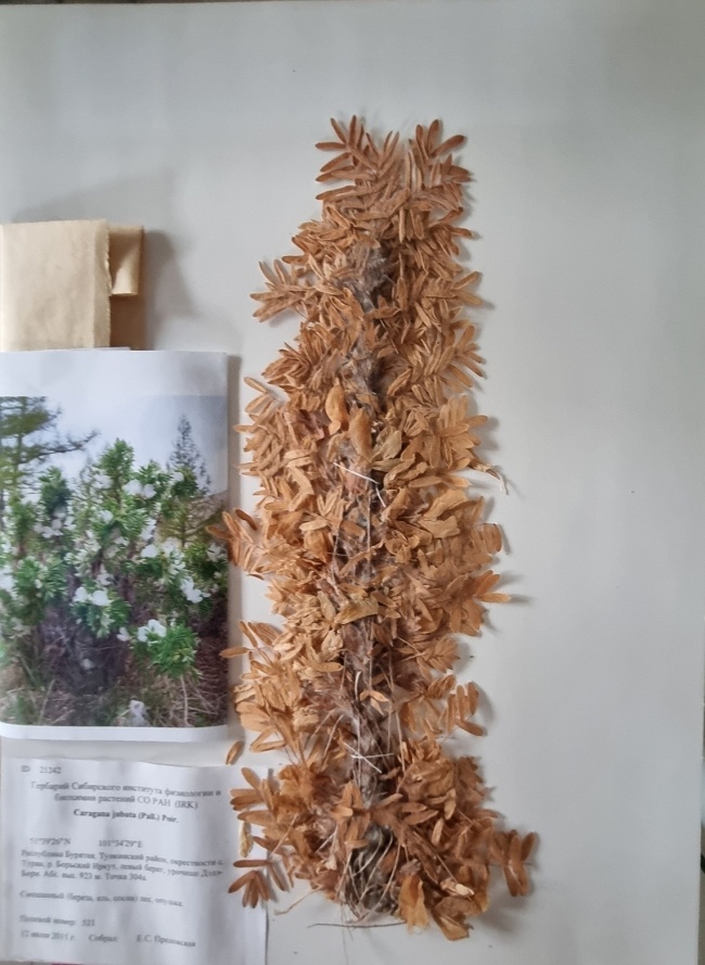 �������� ��������� (Caragana jubata) 