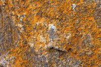 �������� �����������