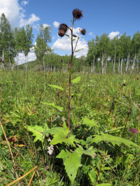 ��������������� ������������