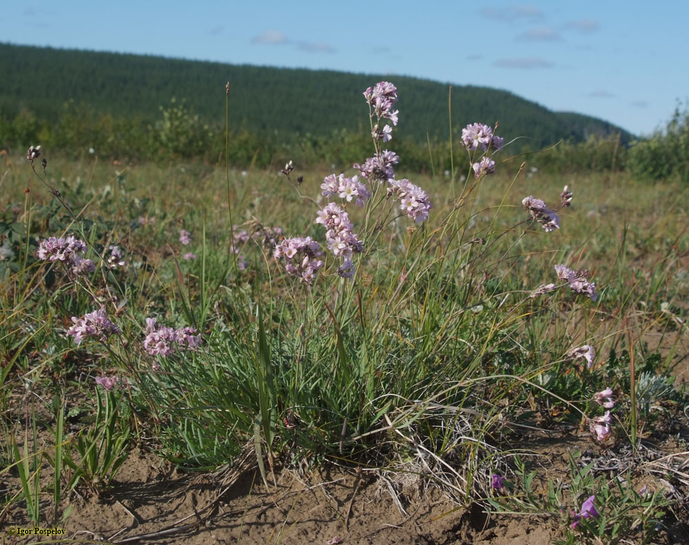 ����� �������