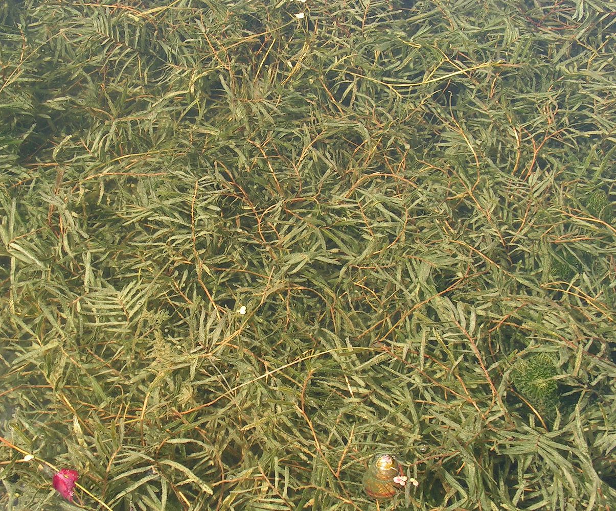 ����� �����