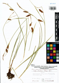 ����� ���������