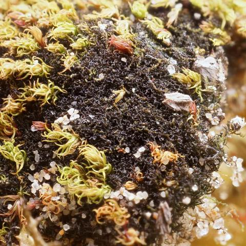 ���������� ���������