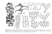 �������� ���������