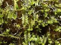 ����������� ���������