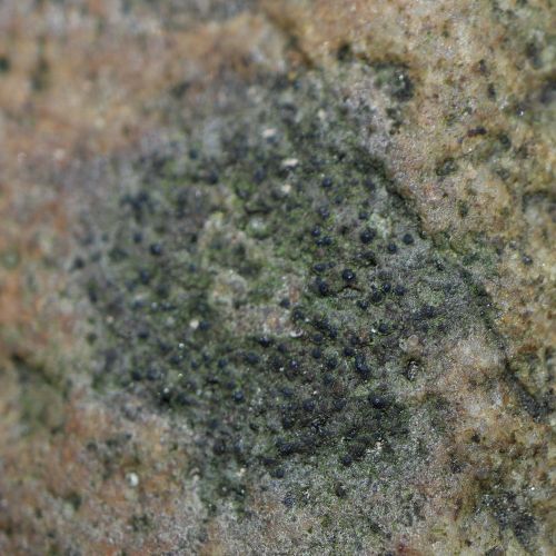 ������ �����������