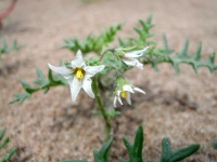 ������ �������������