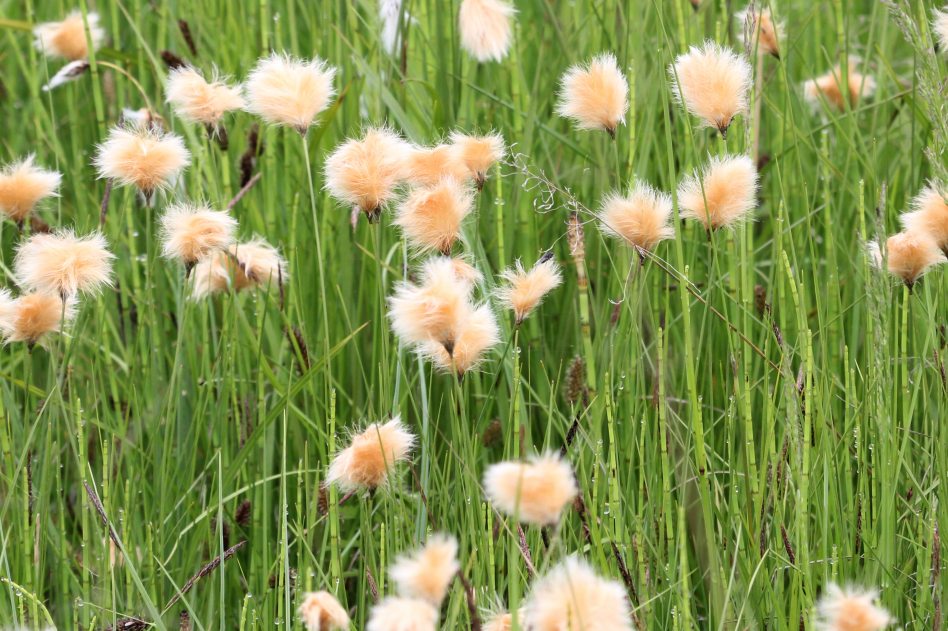 ������ ������������