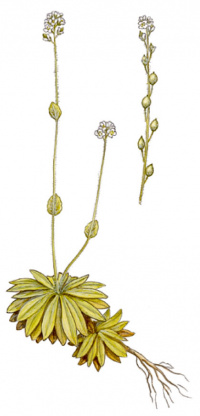 ������ �����������