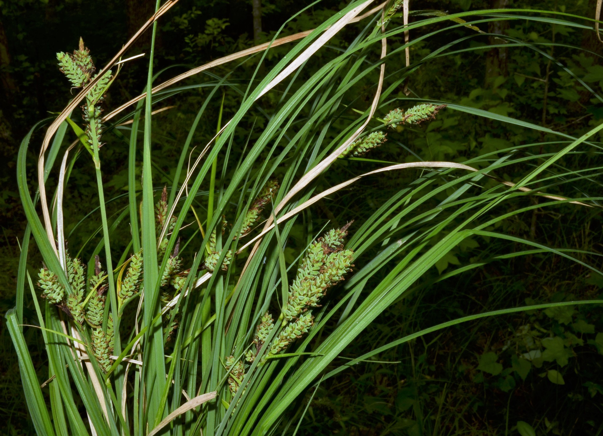 ����� ���������