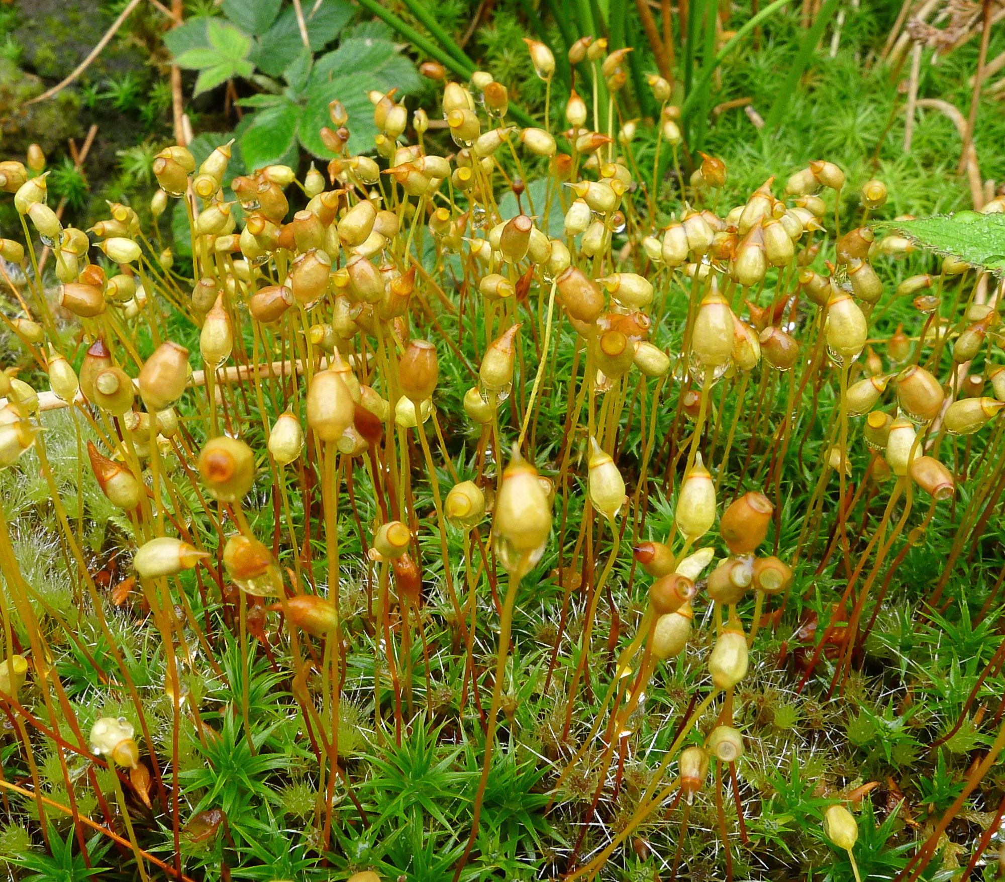 ���������� ��������������