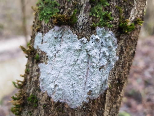 ������� �����������