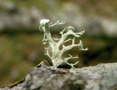 �������� �����������