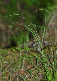 �������� ����������