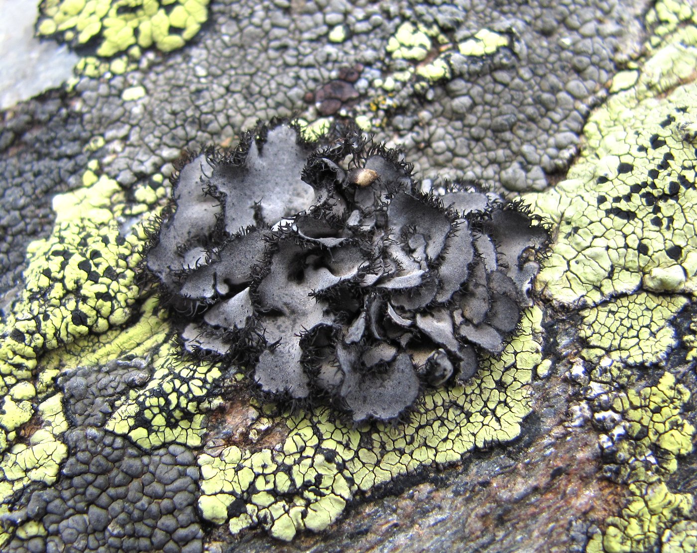 ����������� ��������������, �������� ��������������