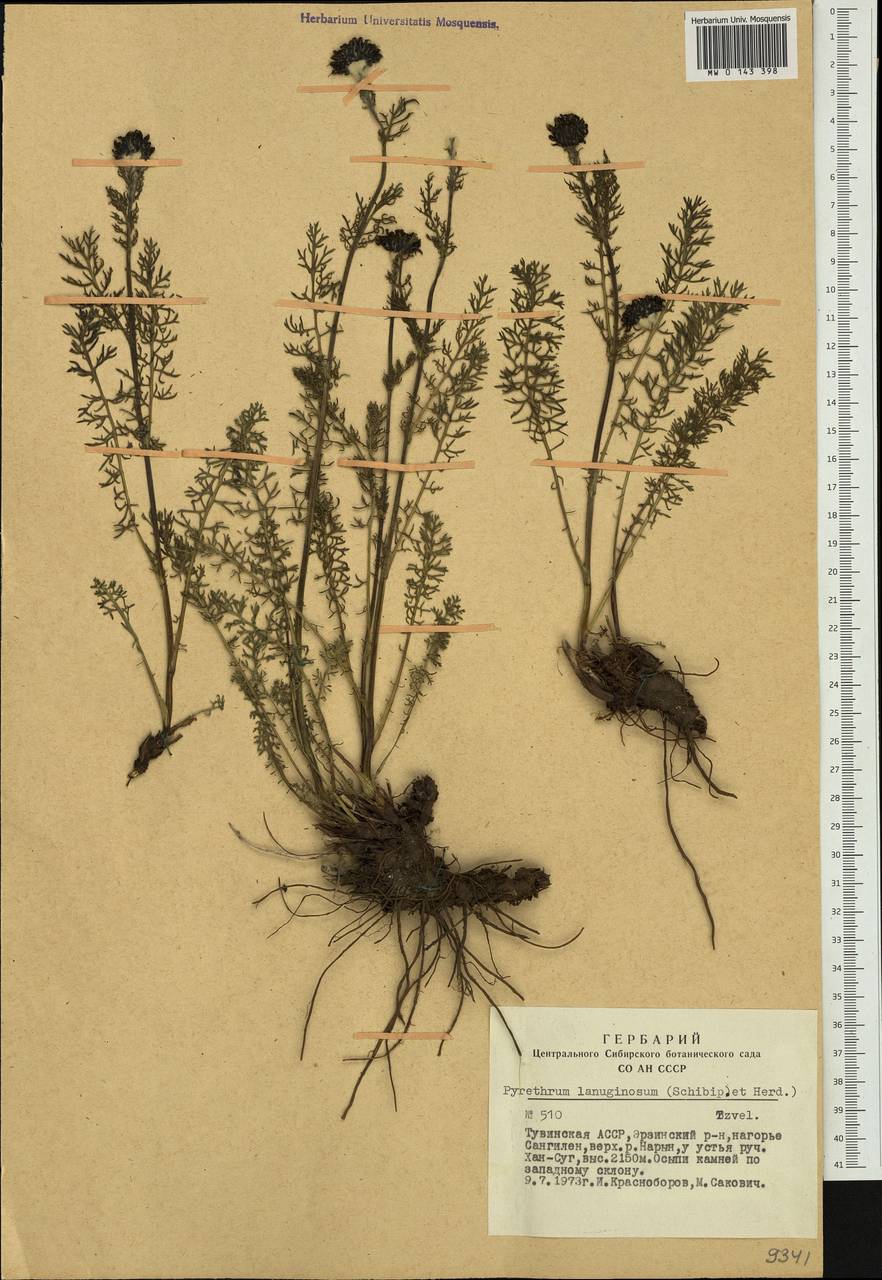 ����� ��������