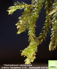 ���������� �������������