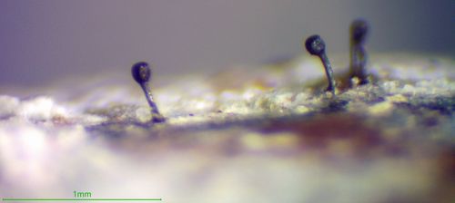 ��������� ����������