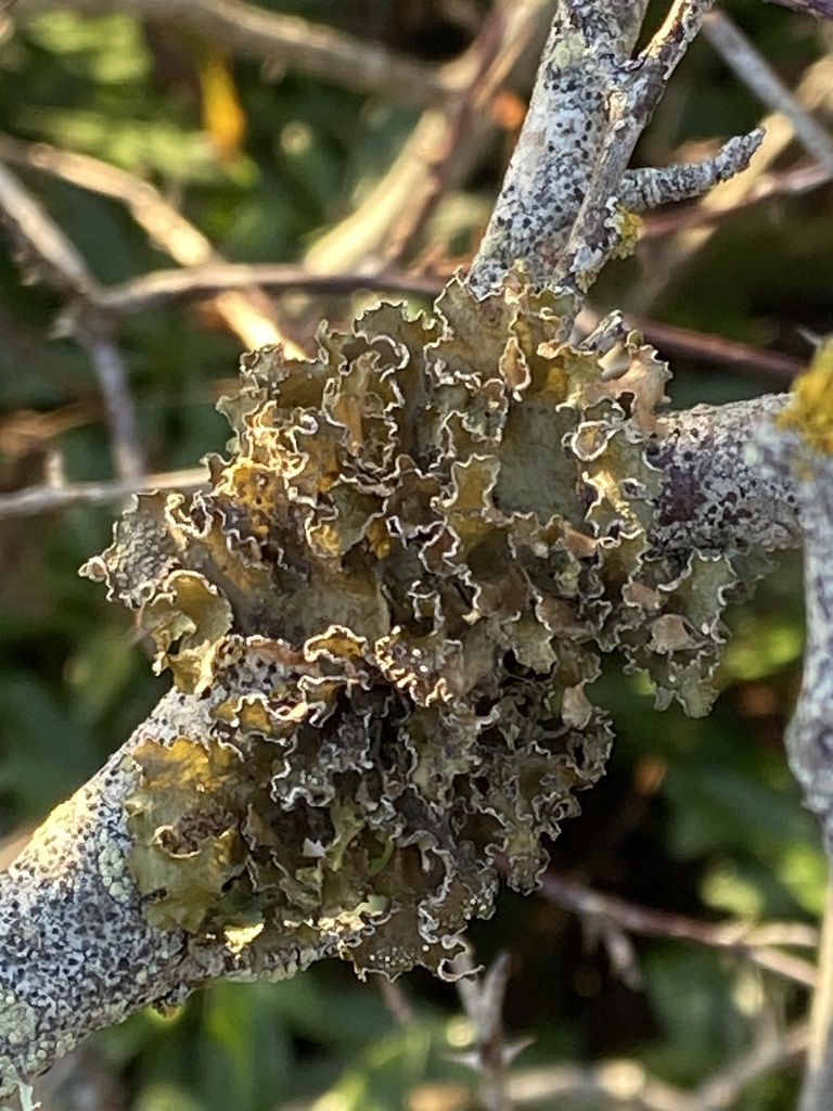 ����������� �������������, ������������� �������������, �������� �������������