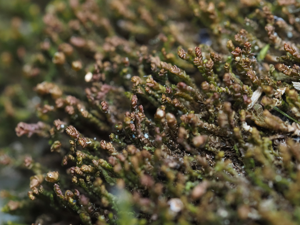 ���������� ���������