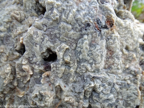 ���������� ����������