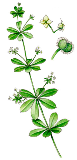 ����������� ������������