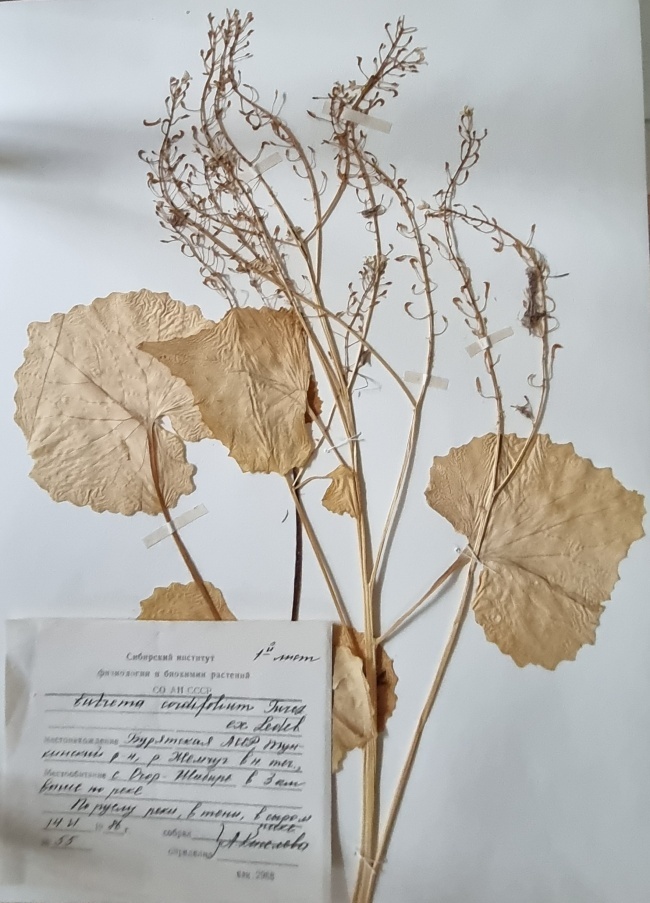 �������� "������� �������������"