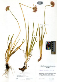 ��� ������