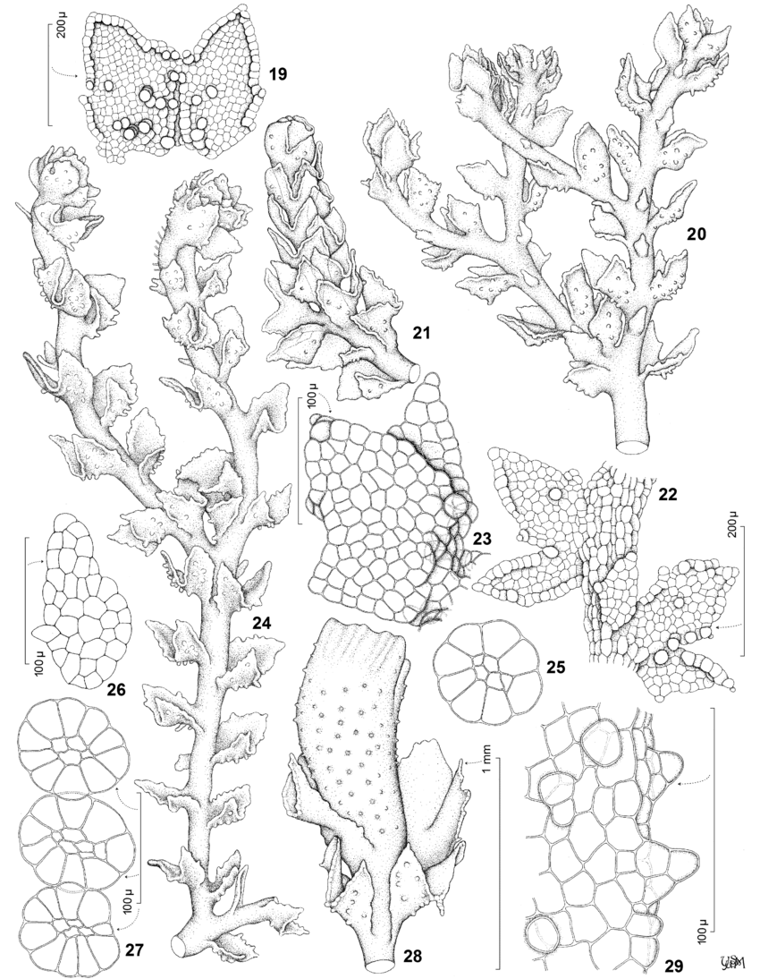 ������������ �������������� 