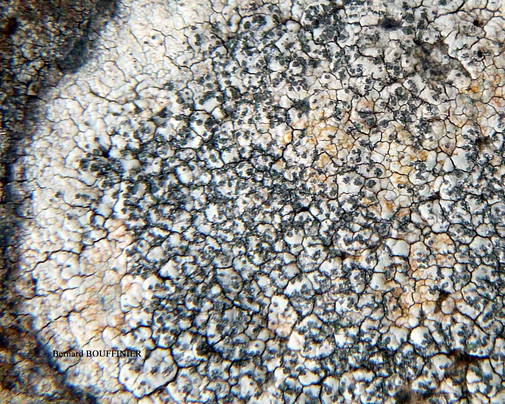 �������� ����������������