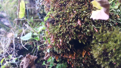 ����������� ������