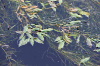 ����� ��������