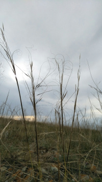 ������ �����������