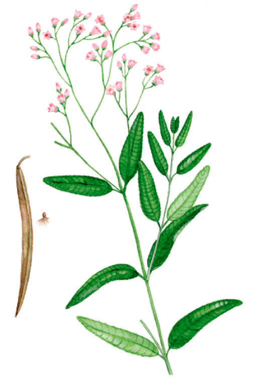 ������� �������������� (�������� ��������������)